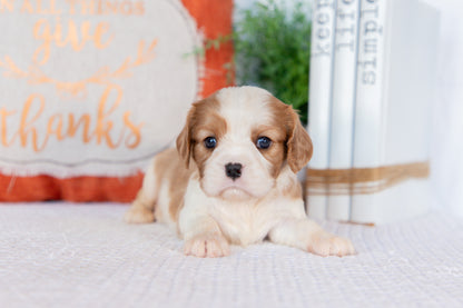 Cavalier King Charles Spaniel Female (Haven)