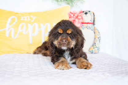 Olympia-Cocker Spaniel Female