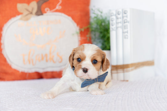 Cavaler King Charles Spaniel Female ( Sadie)