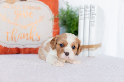 Cavaler King Charles Spaniel Female ( Sadie)