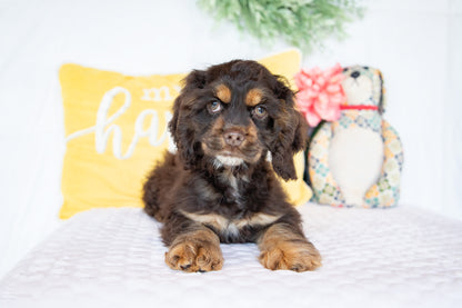 Otis-Cocker Spaniel Male