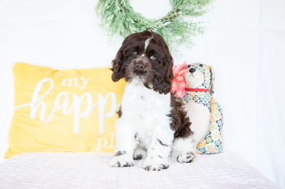 Pan-Cocker Spaniel Male