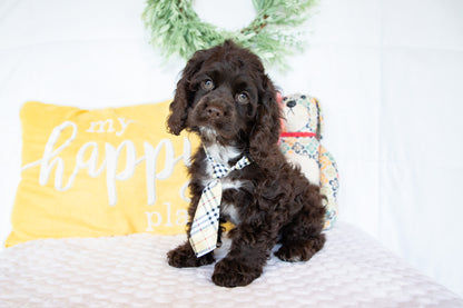 Peter-Cocker Spaniel Male
