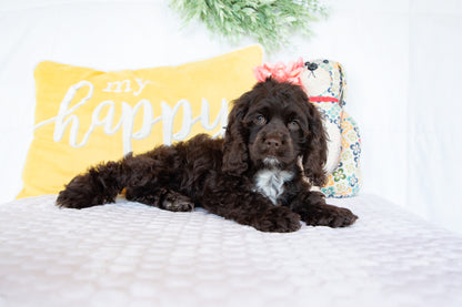 Peter-Cocker Spaniel Male