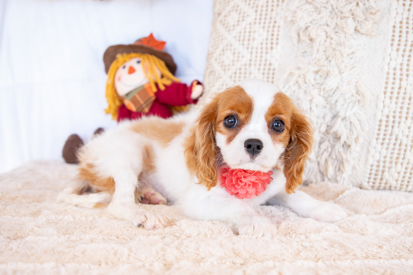 Valorie- Cavalier King Charles Female