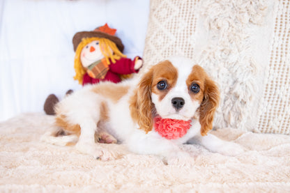 Valorie- Cavalier King Charles Female