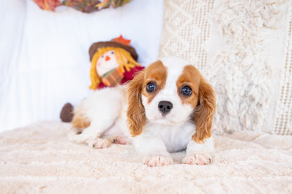 Valorie- Cavalier King Charles Female