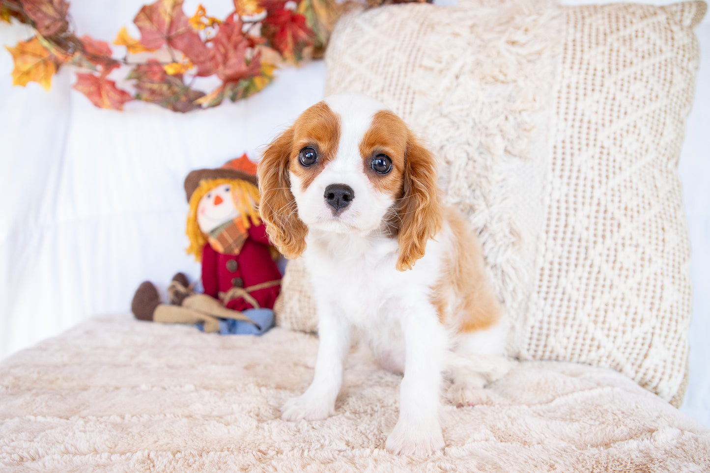 Valorie- Cavalier King Charles Female