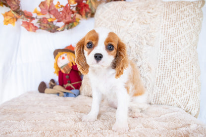 Valorie- Cavalier King Charles Female