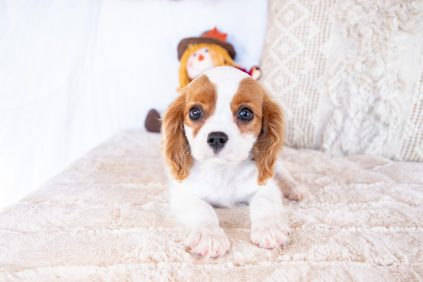 Valorie- Cavalier King Charles Female