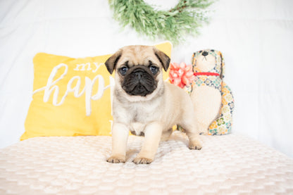 Gracie-Pug Female