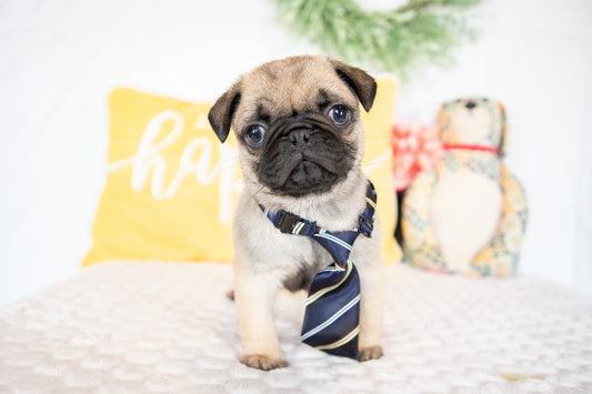 Gilbert-Pug Male