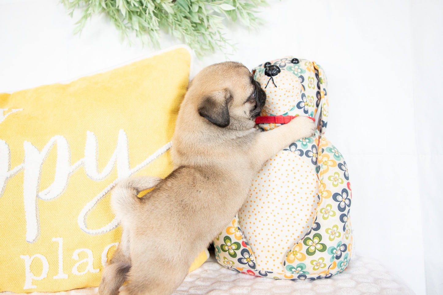 Gilbert-Pug Male