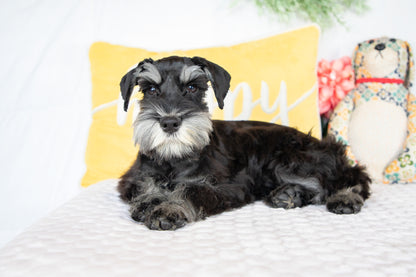 Kirby-Miniature Schnauzer Male