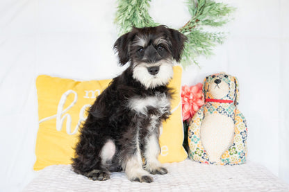 Koby-Miniature Schnauzer Male