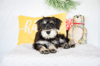 Koby-Miniature Schnauzer Male