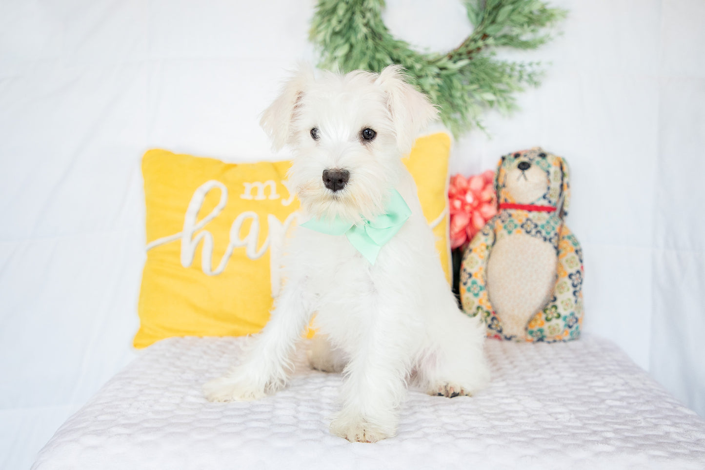 Snow- Miniature Schnauzer Female