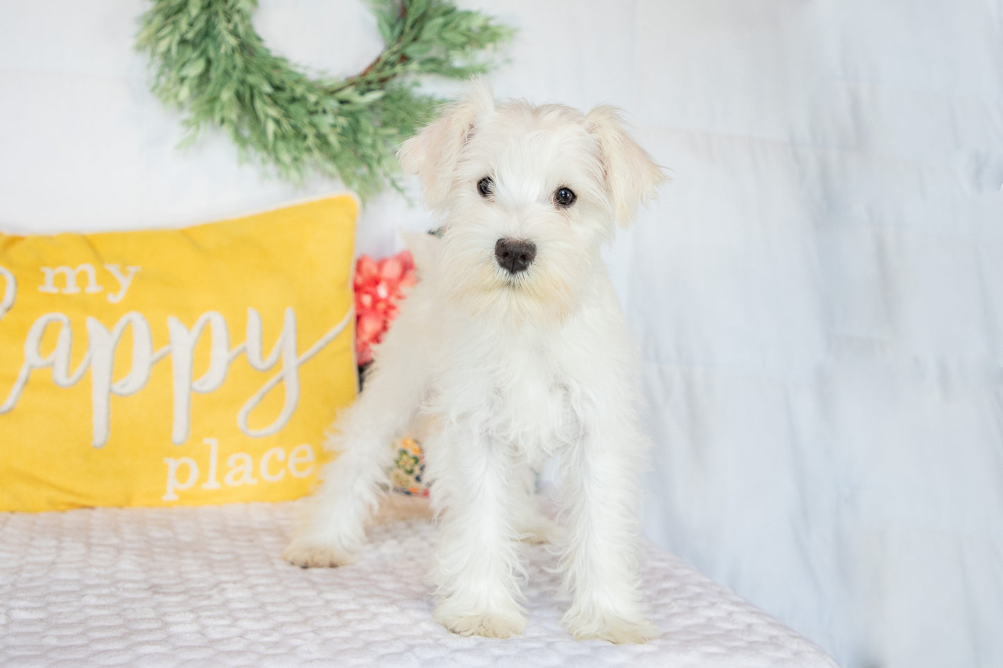 Snow- Miniature Schnauzer Female