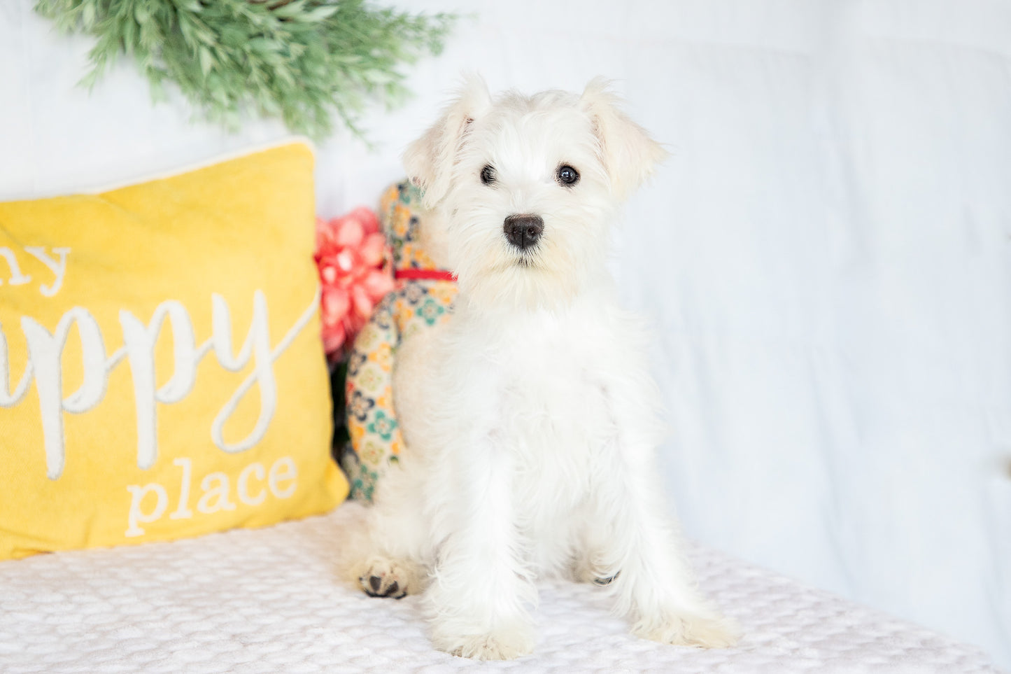 Snow- Miniature Schnauzer Female