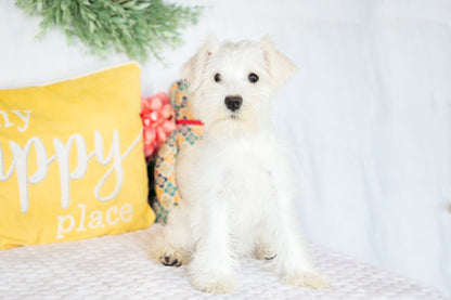 Snow- Miniature Schnauzer Female
