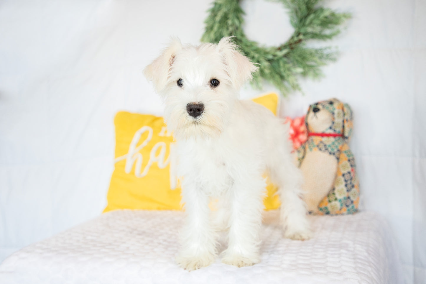 Snow- Miniature Schnauzer Female