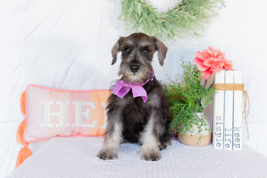 Kingsley-Schnauzer Female