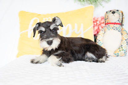 Lydia-Miniature Schnauzer Female