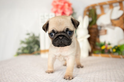 Pug Male (Luca)
