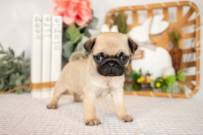 Pug Male (Luca)