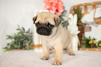 Pug Female (Layla)
