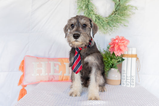 Keanu-Schnauzer Male