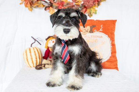 Maxton-Miniature Schnauzer Male