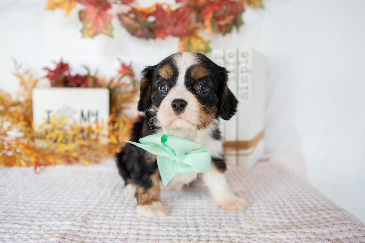 Cavalier King Charles Female (Fannie)