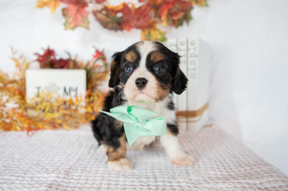 Cavalier King Charles Female (Fannie)