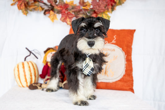 Miles-Miniature Schnauzer Male