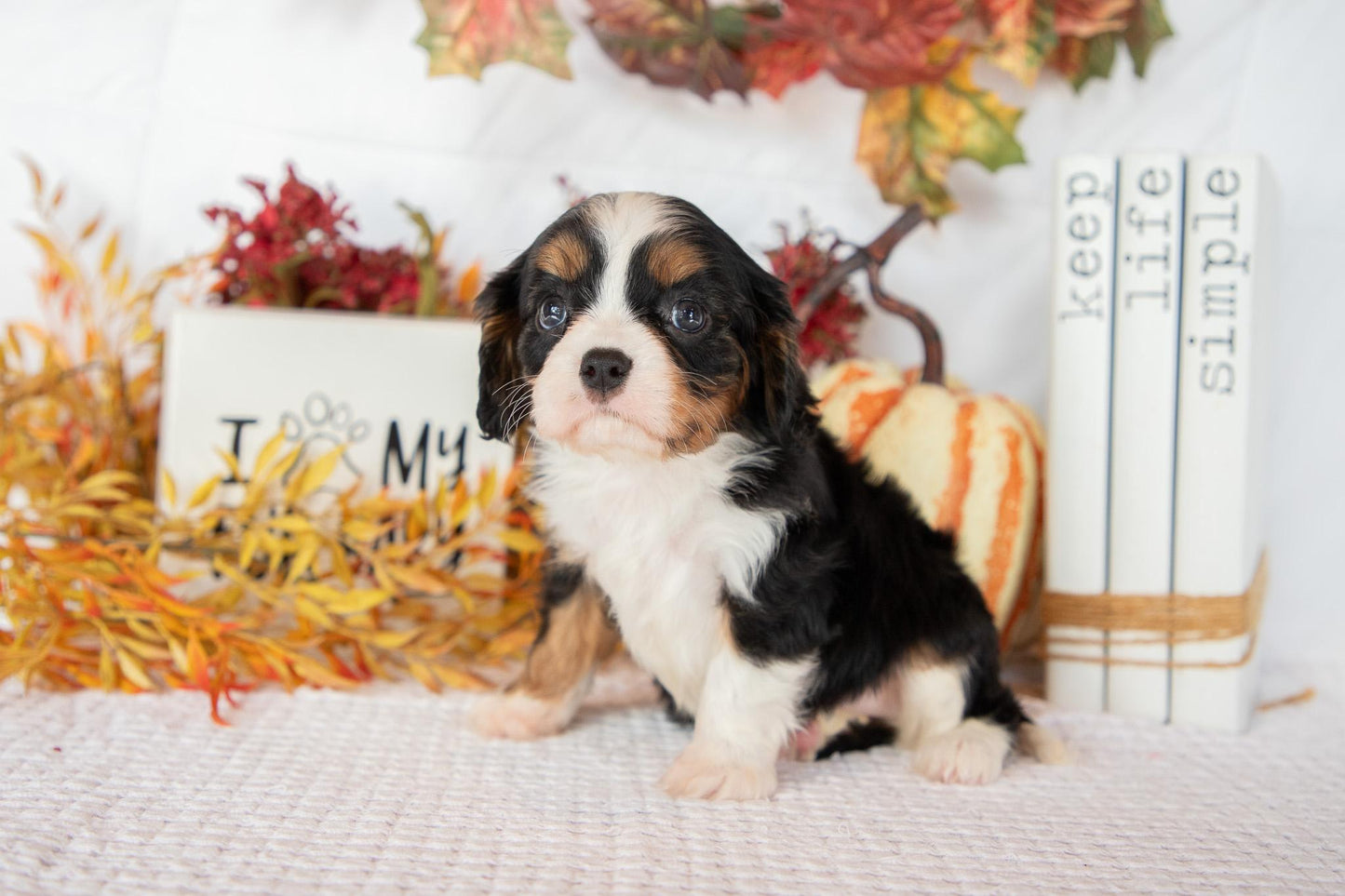 Cavalier King Charles Female (Fannie)