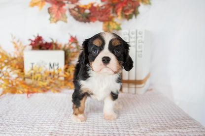 Cavalier King Charles Female (Fannie)