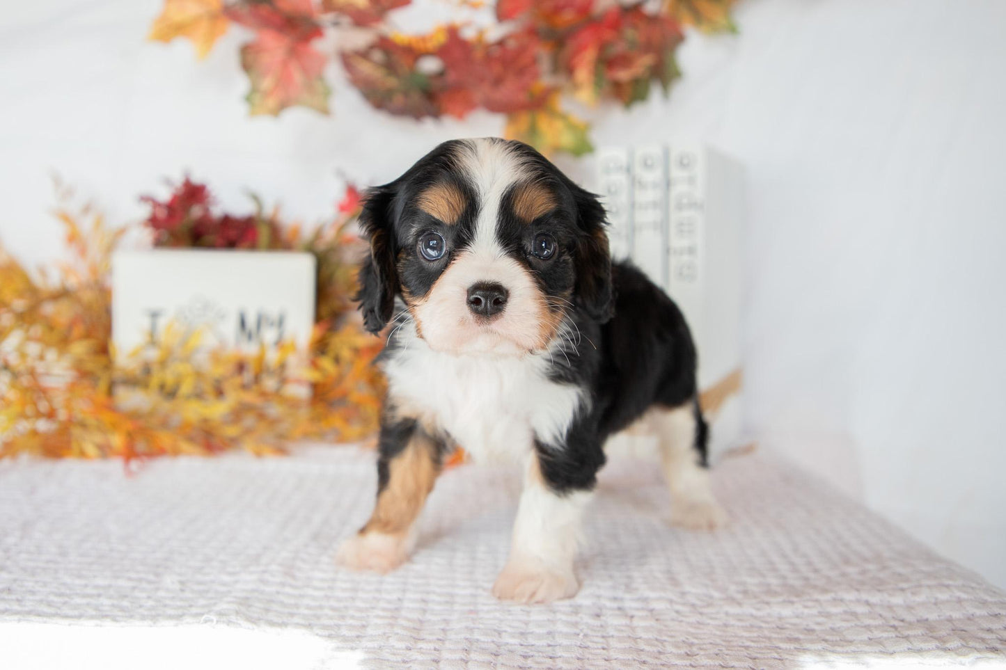 Cavalier King Charles Female (Fannie)