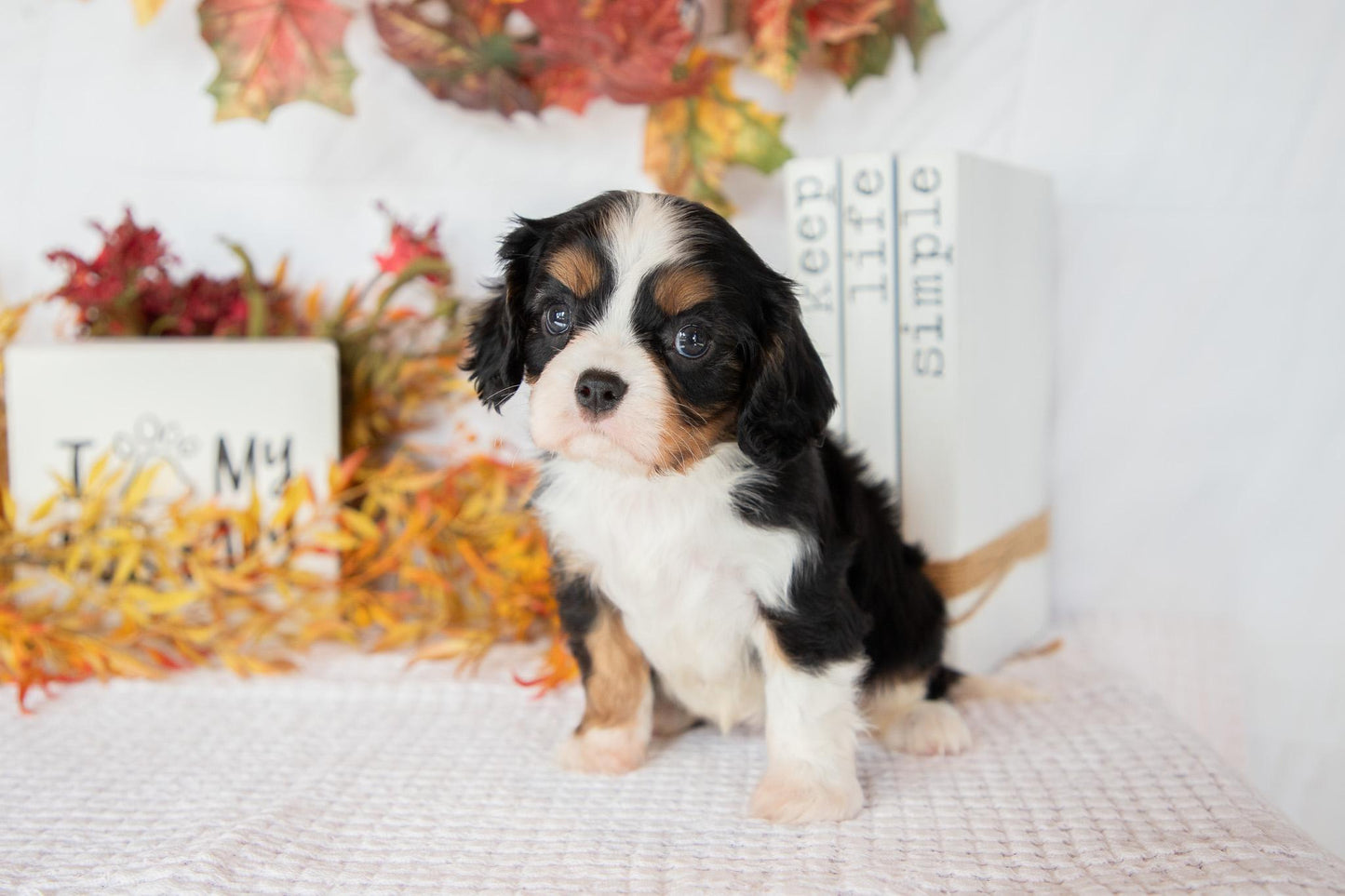 Cavalier King Charles Female (Fannie)