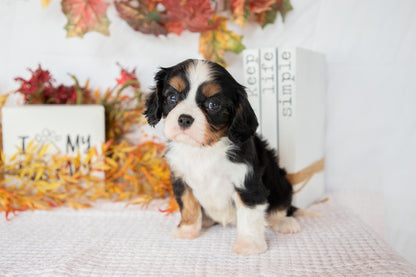 Cavalier King Charles Female (Fannie)