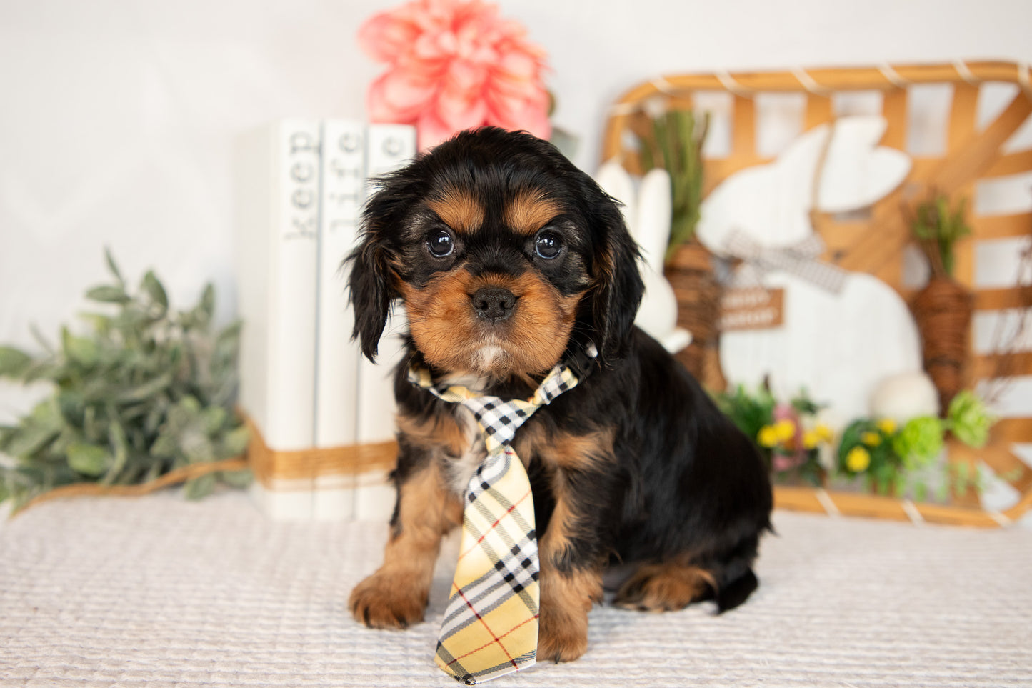 Cavalier King Charles Male (Harrison)