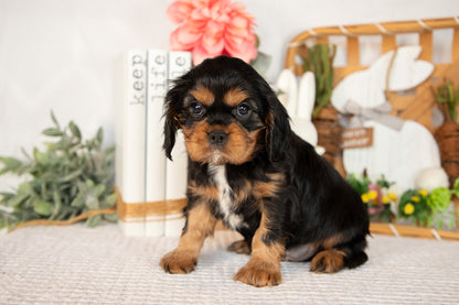 Cavalier King Charles Male (Harrison)