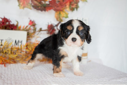 Cavalier King Charles Female (Fannie)