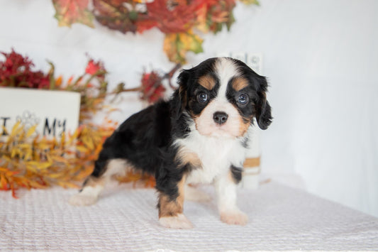 Cavalier King Charles Female (Fannie)