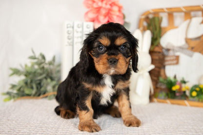 Cavalier King Charles Male (Harrison)