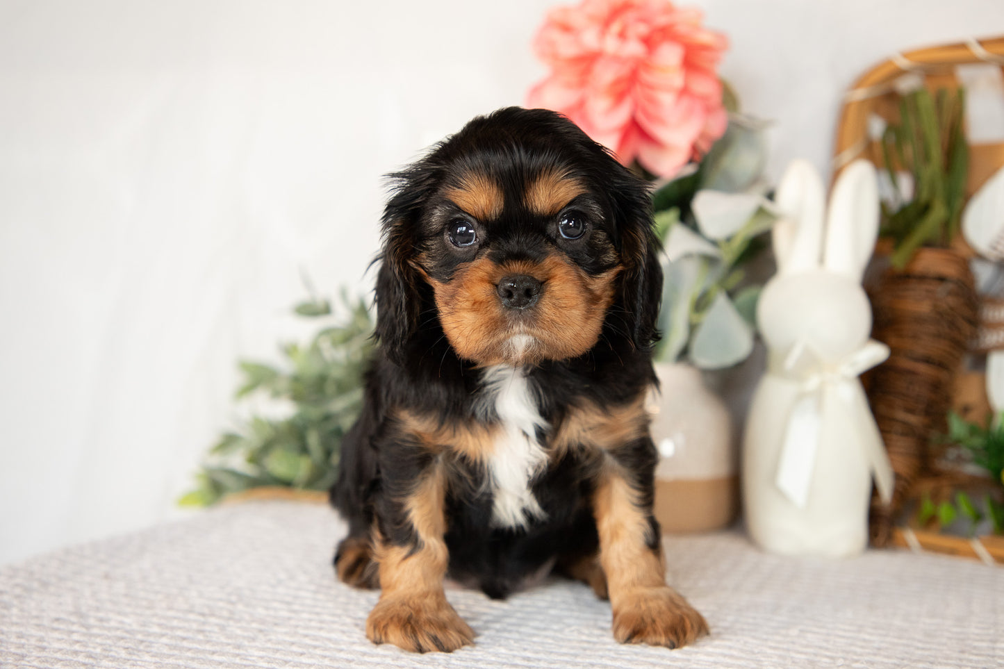 Cavalier King Charles Male (Harrison)