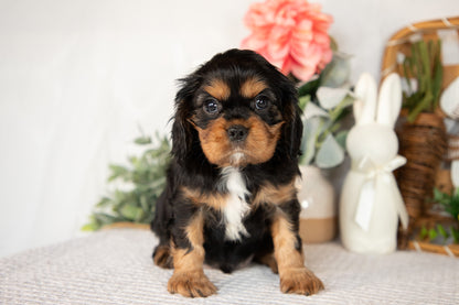 Cavalier King Charles Male (Harrison)