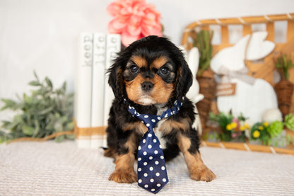 Cavalier King Charles Male (Harlan)