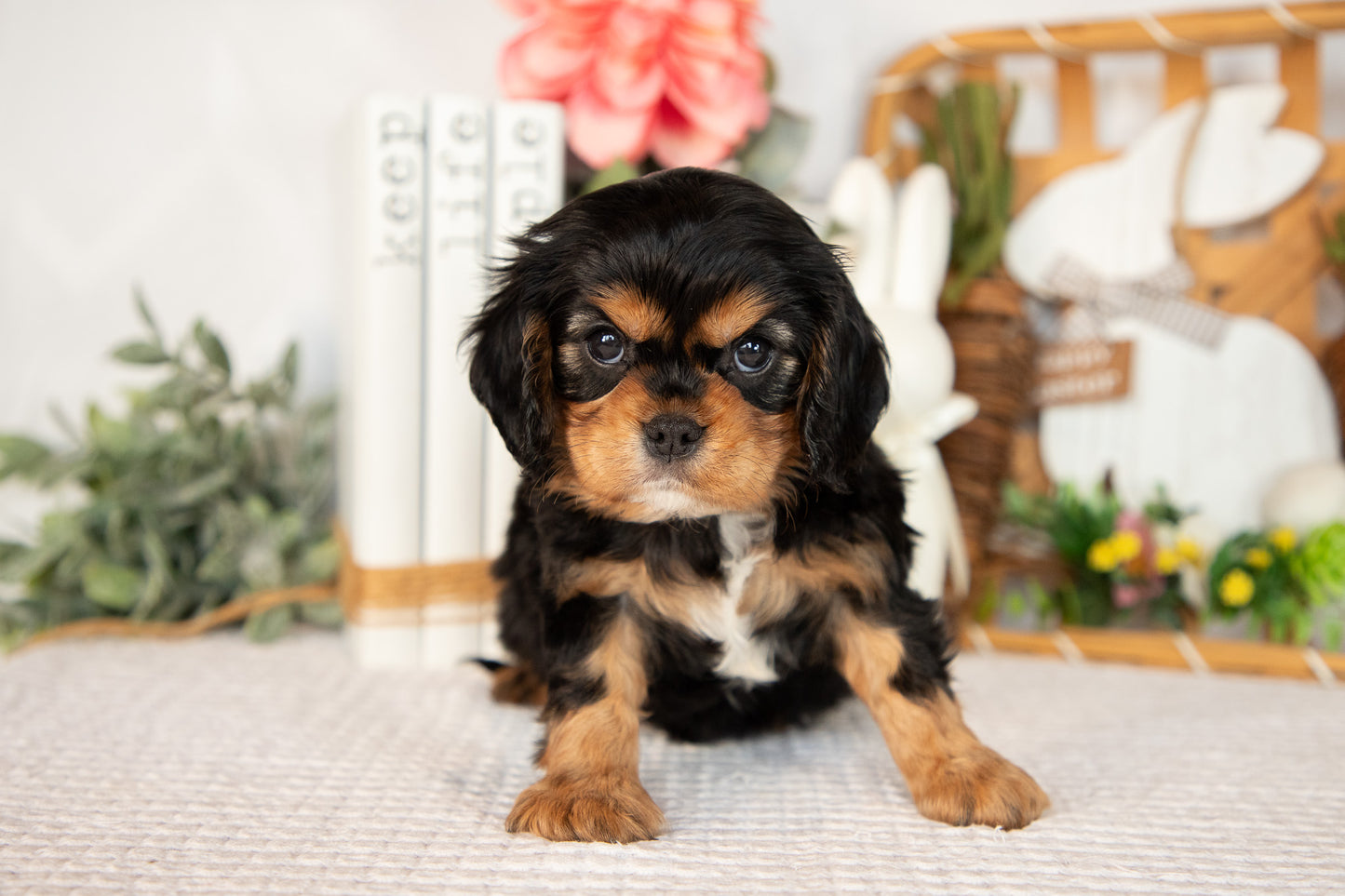 Cavalier King Charles Male (Harlan)