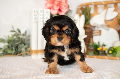 Cavalier King Charles Male (Harlan)